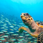 “Schilpad dat rustig onder water zwemt in helder water – symbool van geduld en natuurlijke rust, perfect voor een blog over natuur, dieren en mindfulness.”